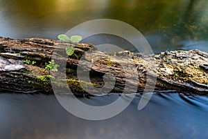 A small plant on a tree stump floating in the water. Vegetation in a nature reserve