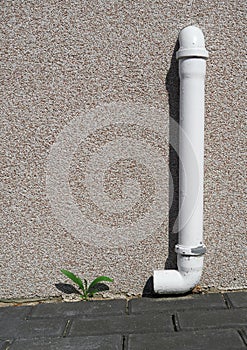 A small plant tries to grow in urban concrete next to a drainpipe