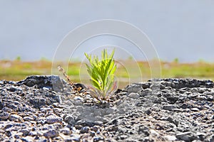 Small plant was born in an inhospitable place - power of life concept image