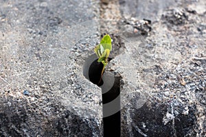 A small plant, which, regardless of what grows through the concrete structure. photo