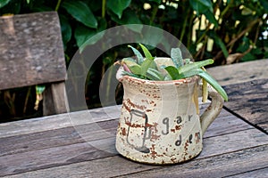 Small plant in white baked clay pot