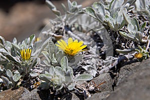 Tiny yellow daisy grows on the surface of a rock
