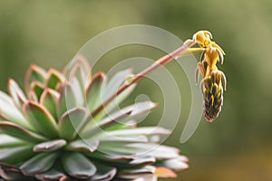 A small plant with a yellow flower on top