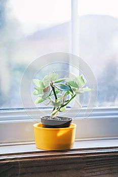 Small plant in yellow pot on window sill