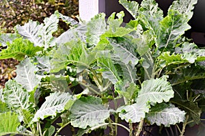 A small plantation of Brassica oleracea in the vegetable garden photo