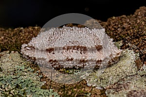 Small Planthopper Eggs