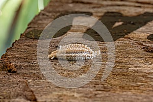 Small Planthopper Eggs