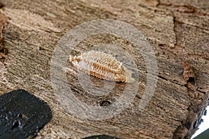 Small Planthopper Eggs