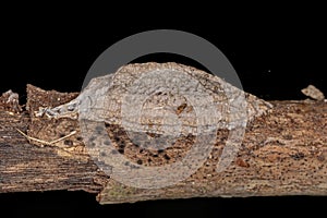 Small Planthopper Eggs