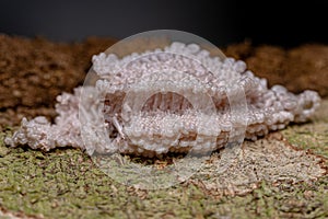 Small Planthopper Eggs