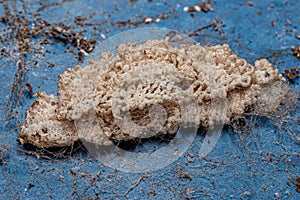 Small Planthopper Eggs