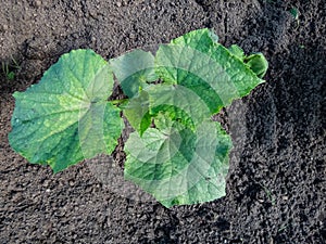 Small plants of cucumber Cucumis sativus with first leaves growing in soil in garden in bright sunlight. Gardening and food