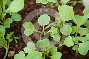 Small plants in a Field