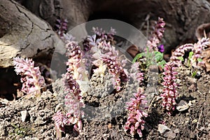 Small plants in the forest