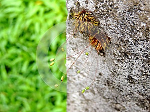 Small plants growing on the bark of a tree