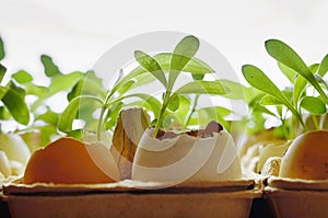 Small plants grow in eggshells on a white background