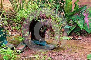 Small plants growing in boots