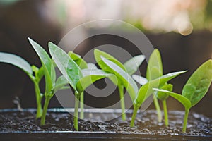 Small plants growing on soil ,new life concept with sunlight background