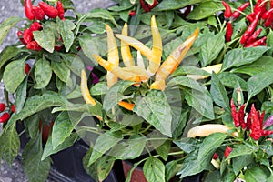 Small plants of red and yellow hot peppers