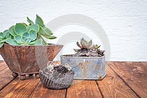 Small plants in rusty flowerpots