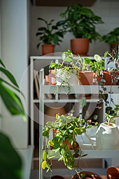 Small plants in terracotta pots on cart at home. Houseplant pilea, ceropegia, dischidia on shelfs