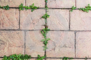 Small plants between tiles.