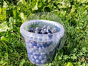 Small plastick bucket full with big, ripe cultivated blueberries or highbush blueberries harvested in the garden in green grass in