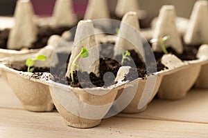 Small plats growing in carton chicken egg box in black soil. Break off the biodegradable paper cup and plant in soil