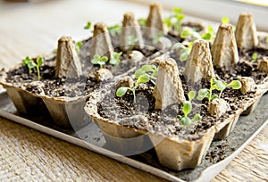 Small plats growing in carton chicken egg box in black soil. photo