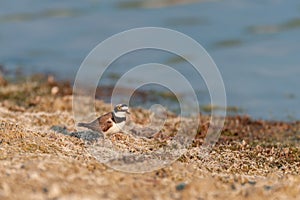 Small plover feeds on the lake shore. Charadrius dubius