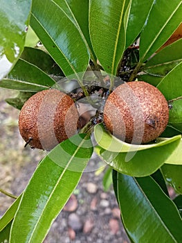 A small plum is a fruit that thrives in the tropics, sweet and sour when it is fresh and weatherproofing