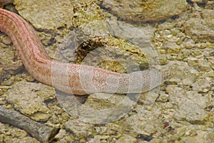 Small but plump baby Moray Eel swims away in shall