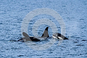 Small pod of orcas off the coast of Seward, Alaska photo