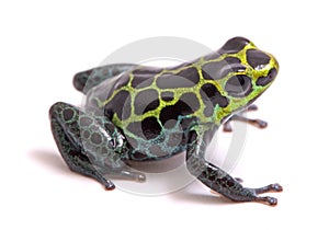 Small poison dart or arrow frog, Ranitomeya variabilis