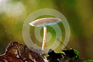 Small poisonous mushroom