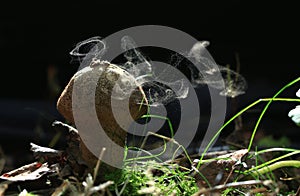 Small poisonous mushroom