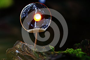 Small poisonous mushroom