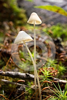 Piccolo velenoso funghi foresta 