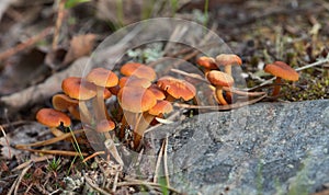 Small poisonous mushrooms - Hygrocybe miniata photo