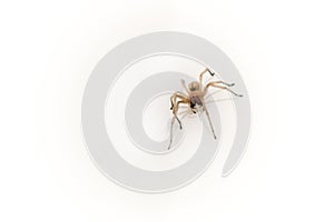 Small but poisonous spider - Yellow Spider Sak