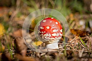Small poisonous toadstool with its loud red cap stands on the forest floor
