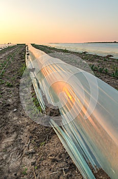 Small polytunnel