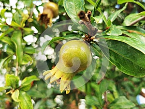 Small pomegranate bud growing on the deciduous shrub