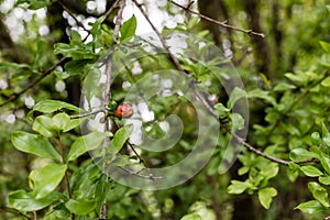 Small pomegranate bud