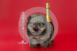 Small pomeranian puppy and  champagne