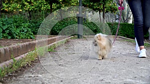 A small pomeranian puppy dog on a leash walks with the mistress in the park. Footage 4k.