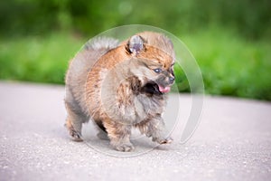 Small Pomeranian puppy walking