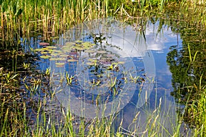 Small pond aquatic plants photo