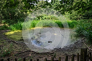 Small pond in Banstead woods