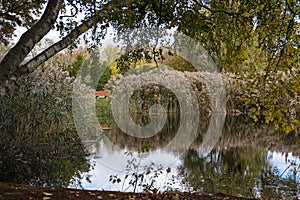 Small pond with common reed and trees reflecting in the water in Autumn